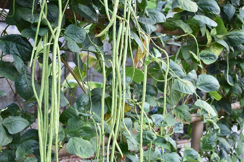 Yardlong Beans (Asparagus Beans)