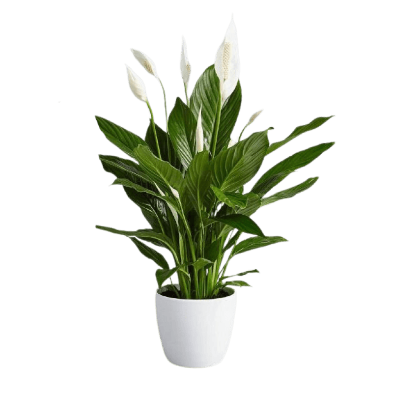Scentless Plant 2: Peace Lily