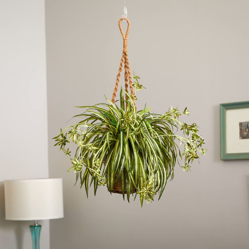 Scentless Plant 3: Spider Plant