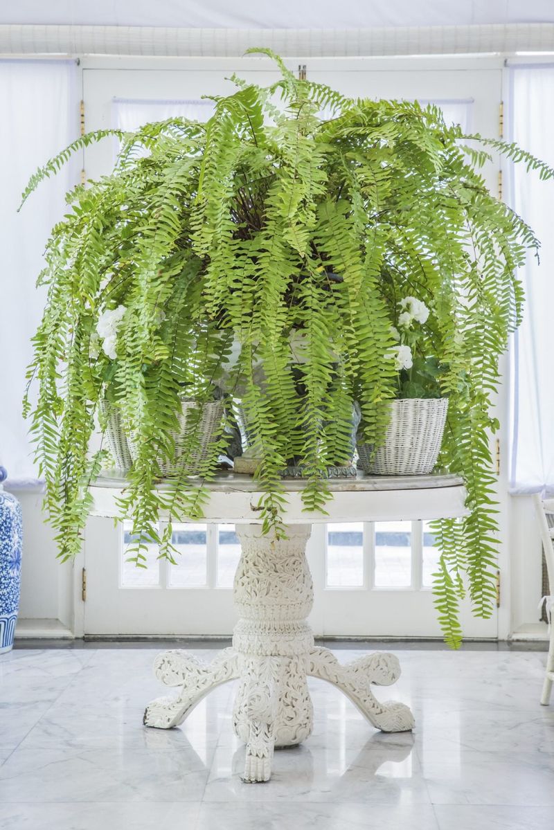 Scentless Plant 5: Boston Fern