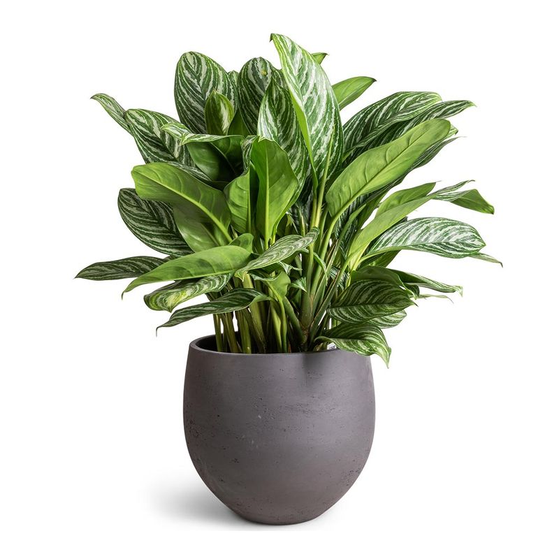 Scentless Plant 6: Chinese Evergreen
