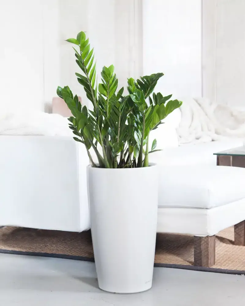 Scentless Plant 7: ZZ Plant