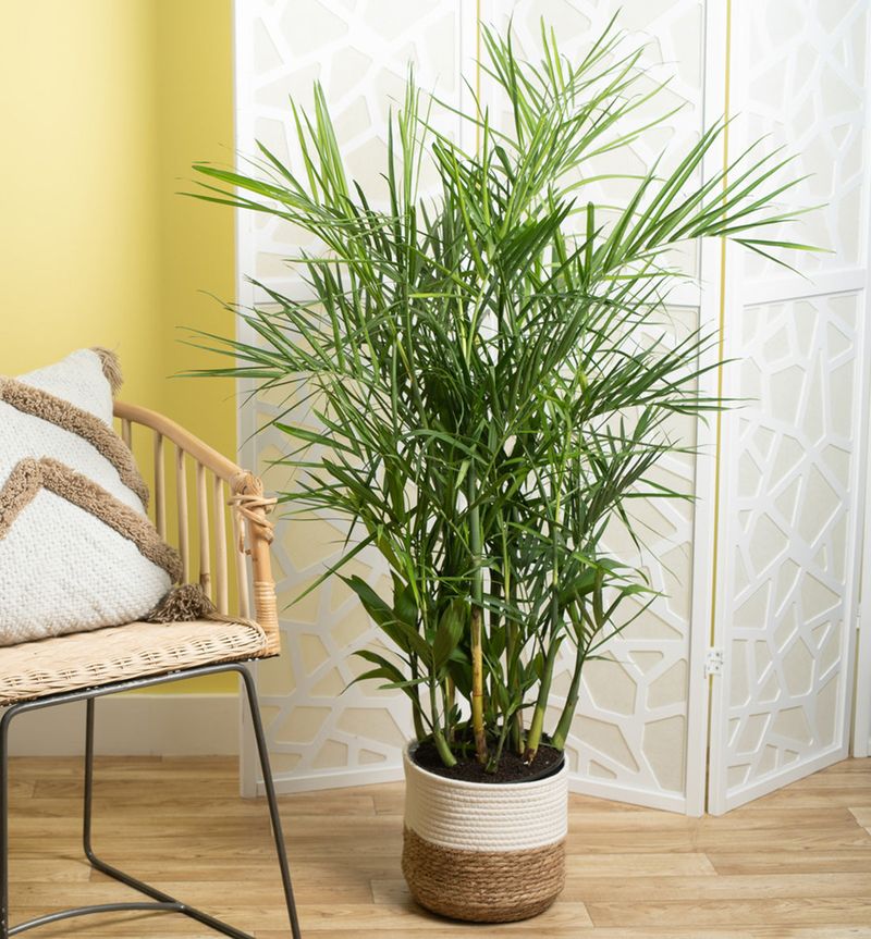 Scentless Plant: Bamboo Palm
