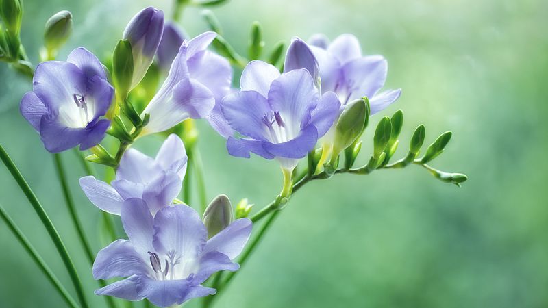 Aromatic Alternative: Freesia