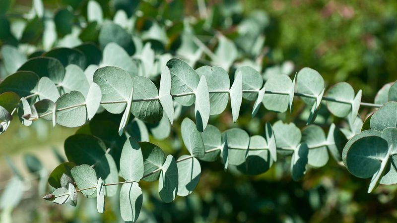 Aromatic Alternative: Eucalyptus