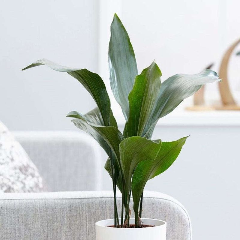 Scentless Plant: Cast Iron Plant