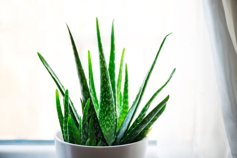 Scentless Plant: Aloe Vera