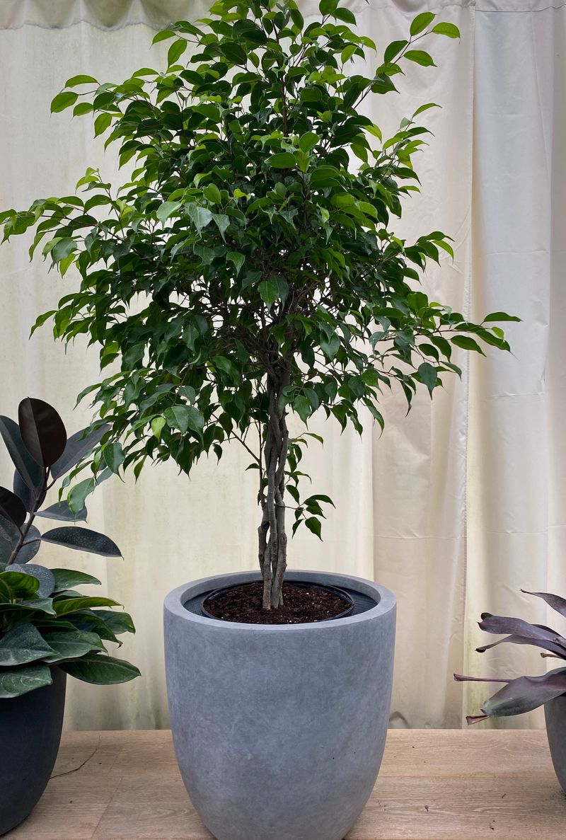 Scentless Plant: Ficus