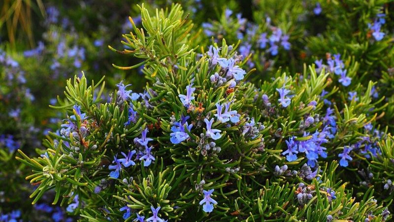 Symbol of Remembrance