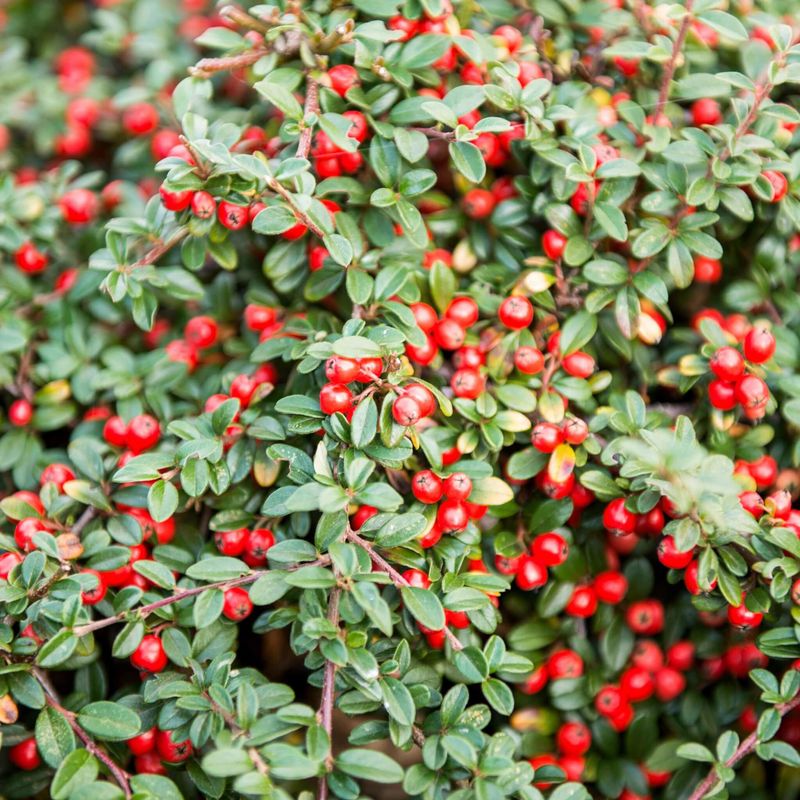 Cotoneaster's Ground Cover Magic