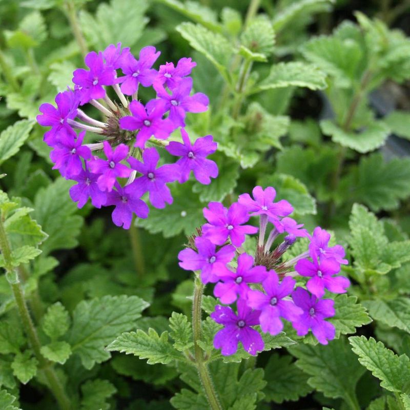 Verbena (Verbena spp.)