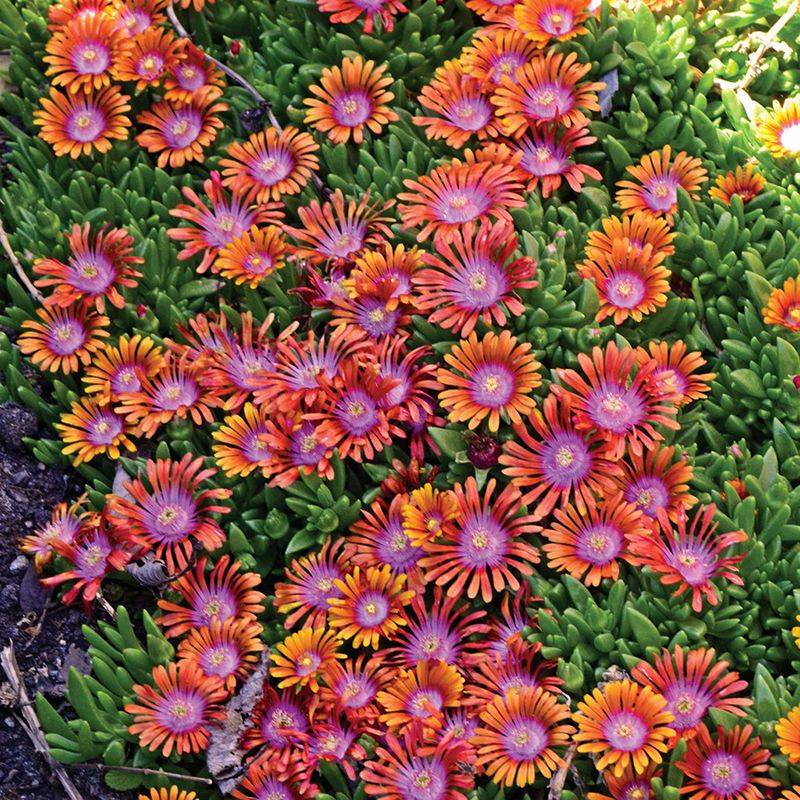Ice Plant (Delosperma)