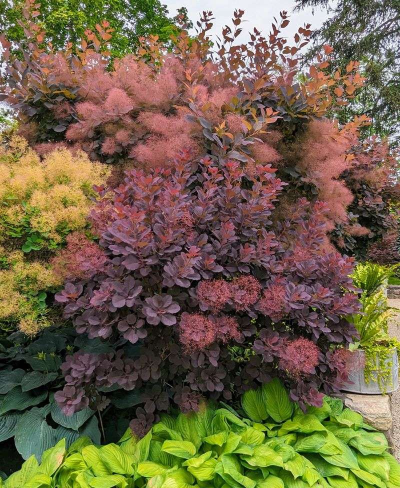 Cotinus Coggygria 'Royal Purple'