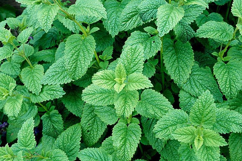 Lemon Balm