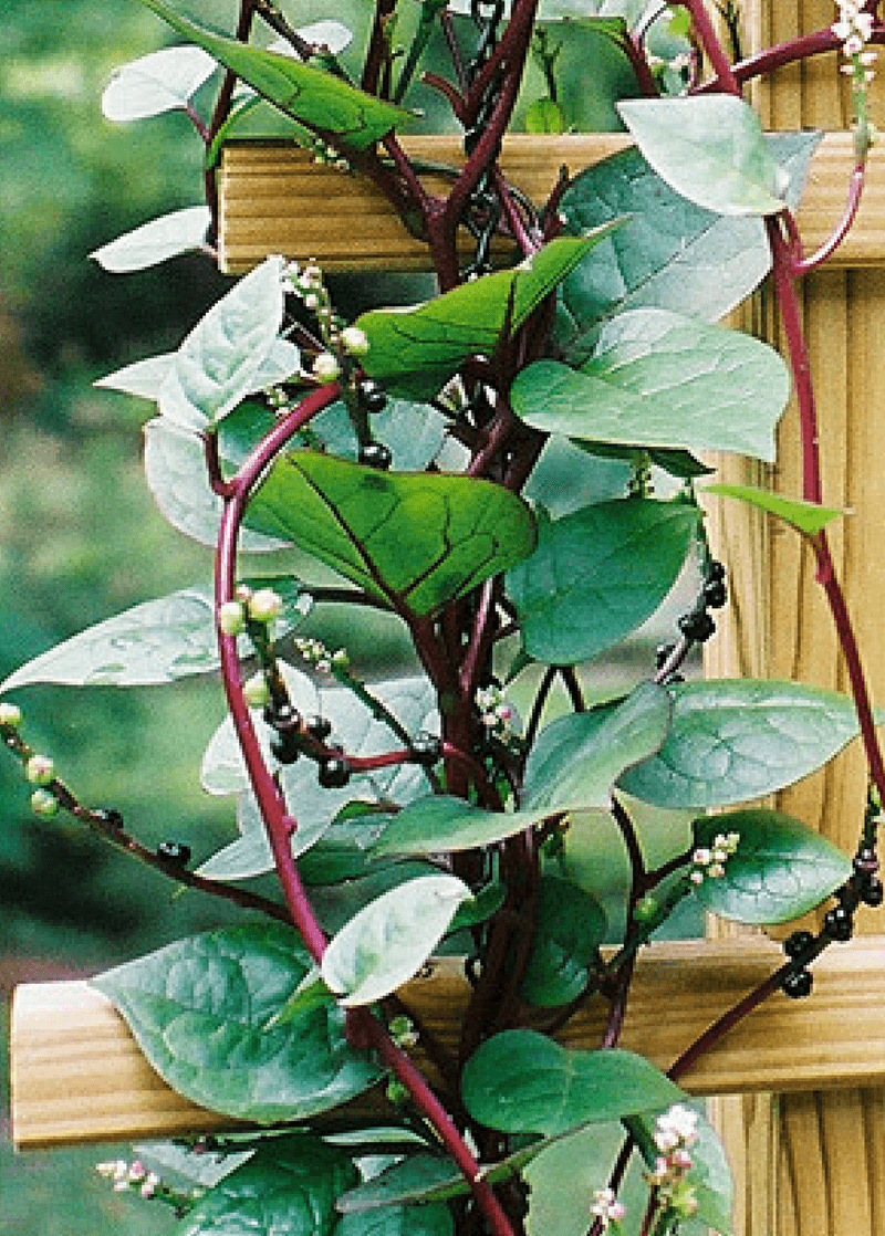 Malabar Spinach