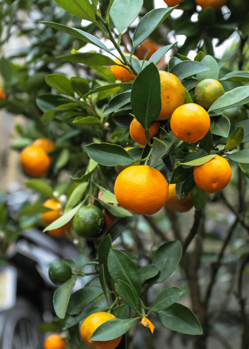 Calamondin Orange (Citrus × microcarpa)