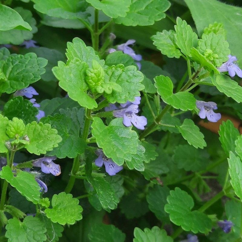 Ground Ivy