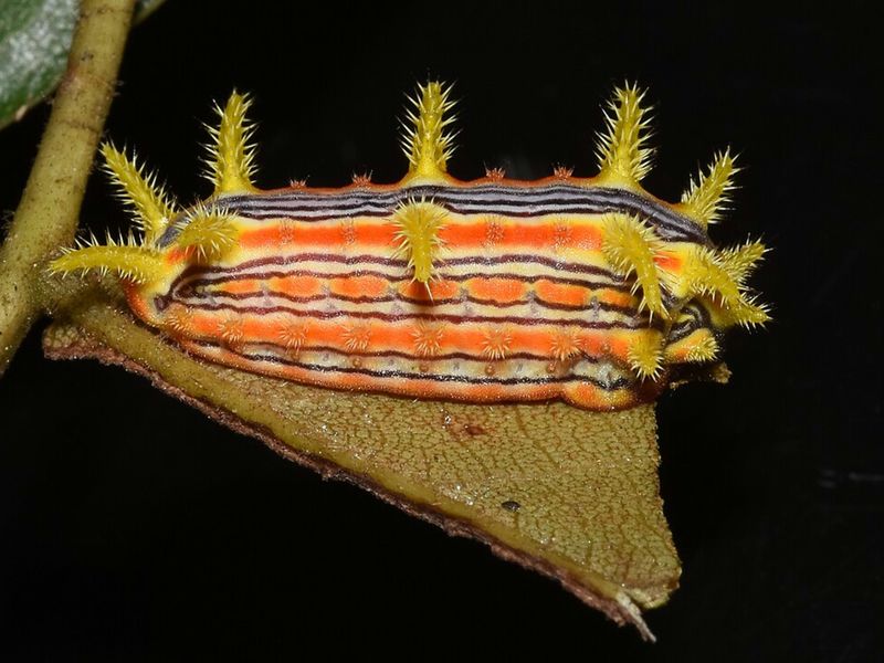 Stinging Rose Caterpillar