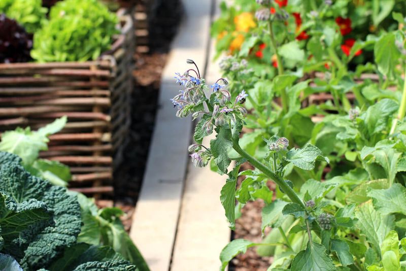 Borage and Tomatoes