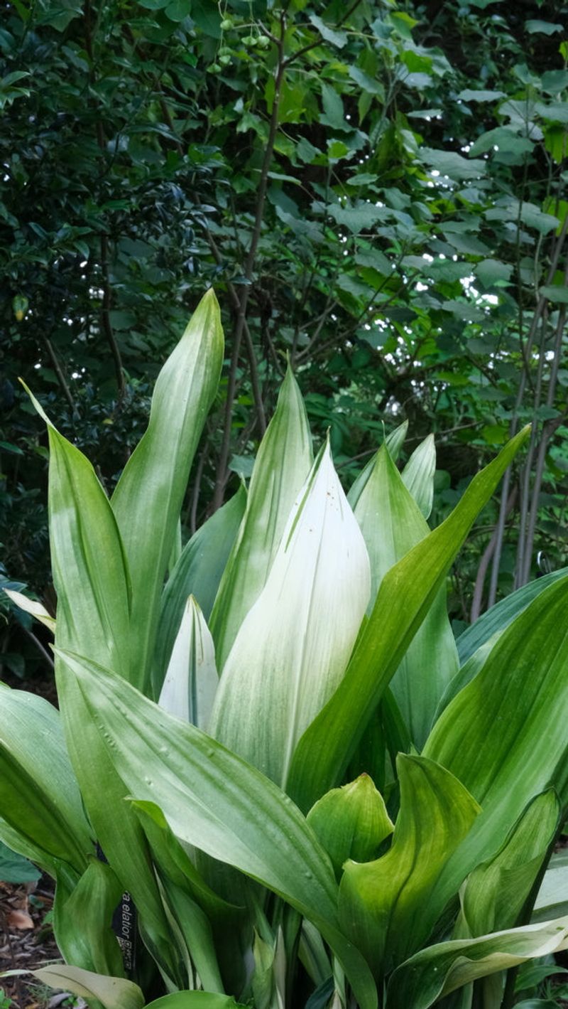 Aspidistra attenuata 'Snow Cap'