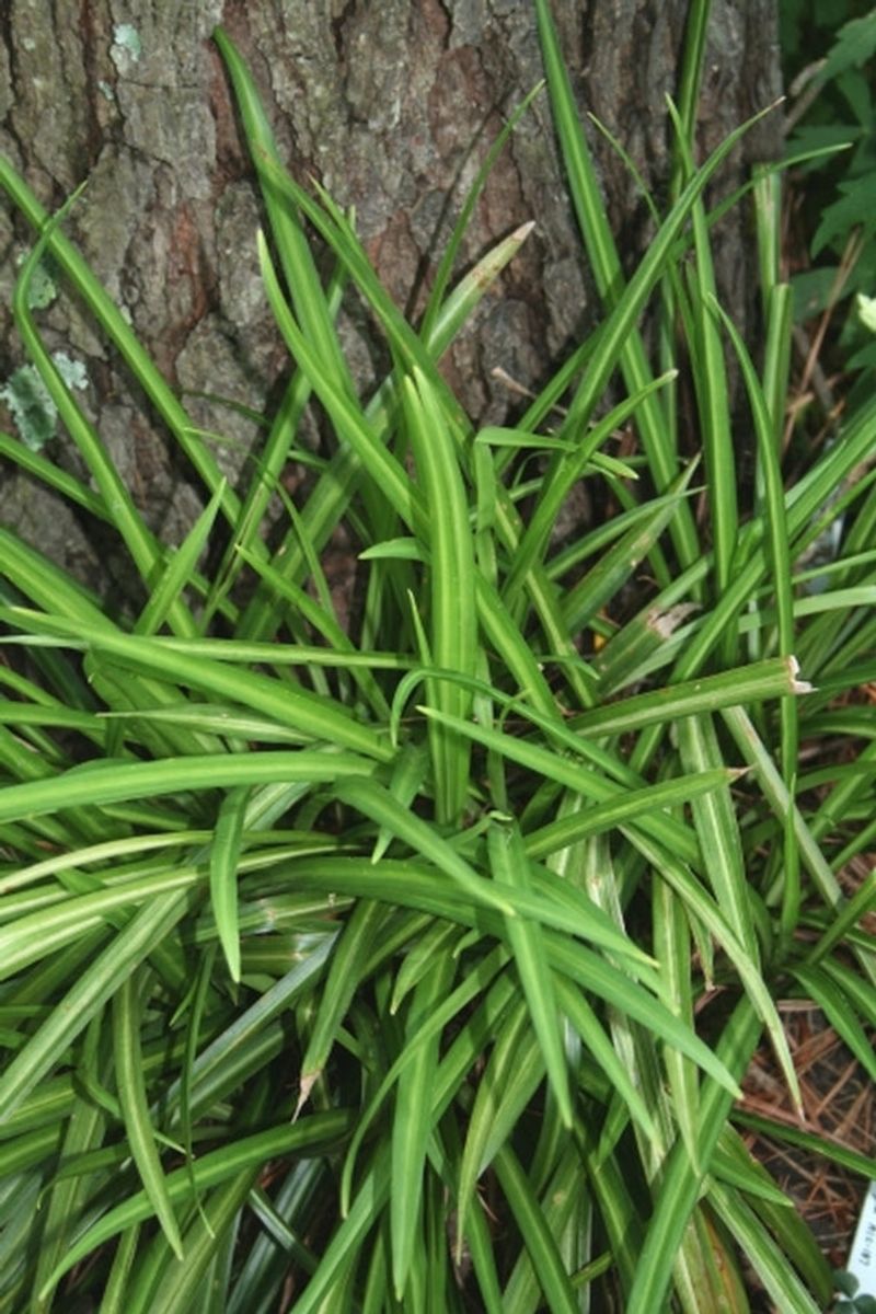 Aspidistra linearifolia 'Whispering Grass'