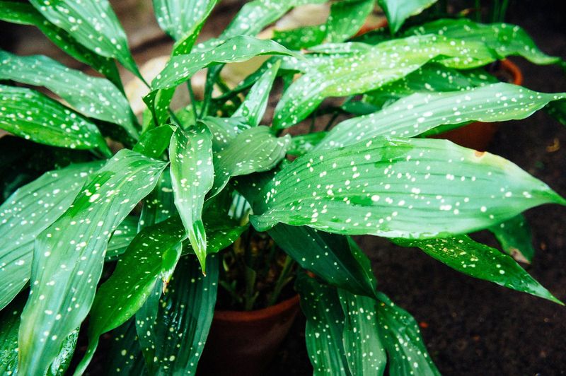 Aspidistra grandiflora 'Starry Eyes'