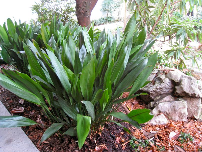 Aspidistra attenuata 'Dragon Scale'