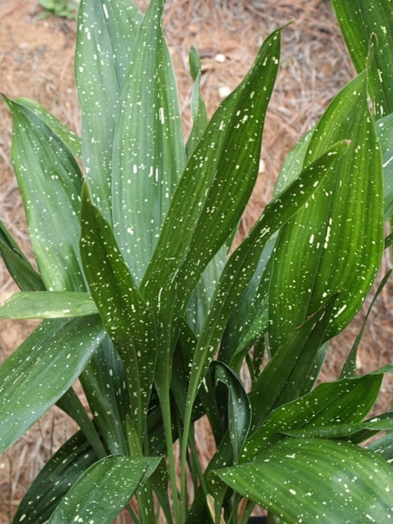 Aspidistra 'Ginga Giant'