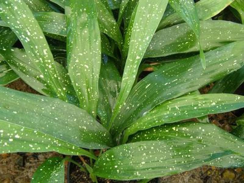 Aspidistra lurida 'Milky Way'