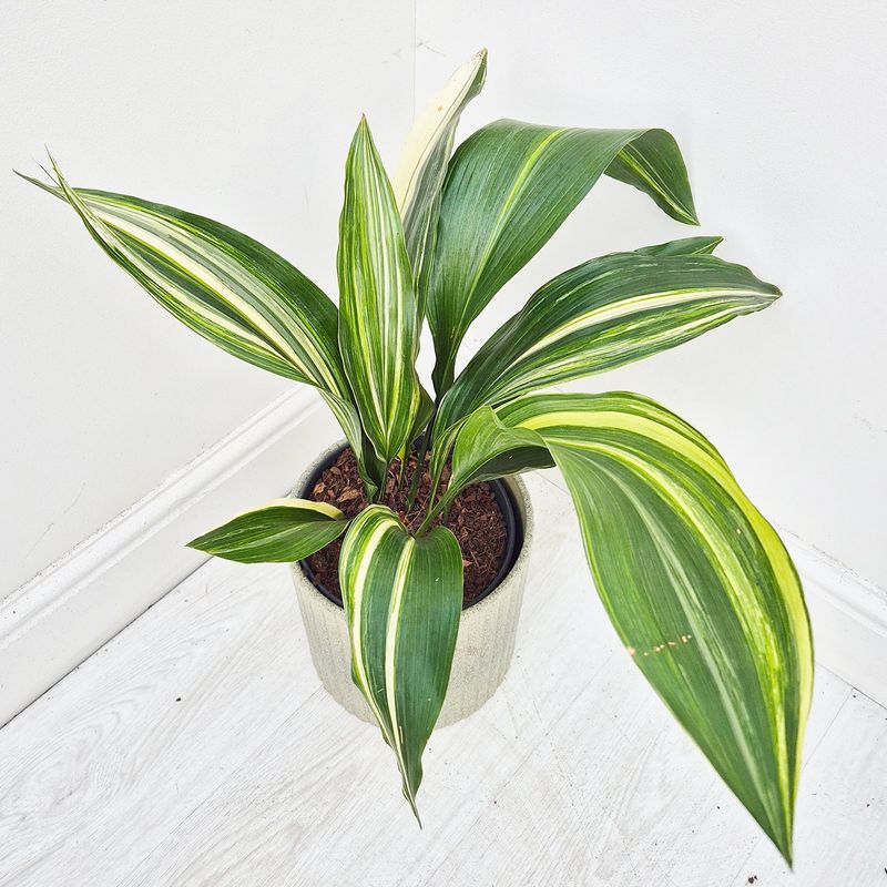 Aspidistra minutiflora 'Sunny Spot'