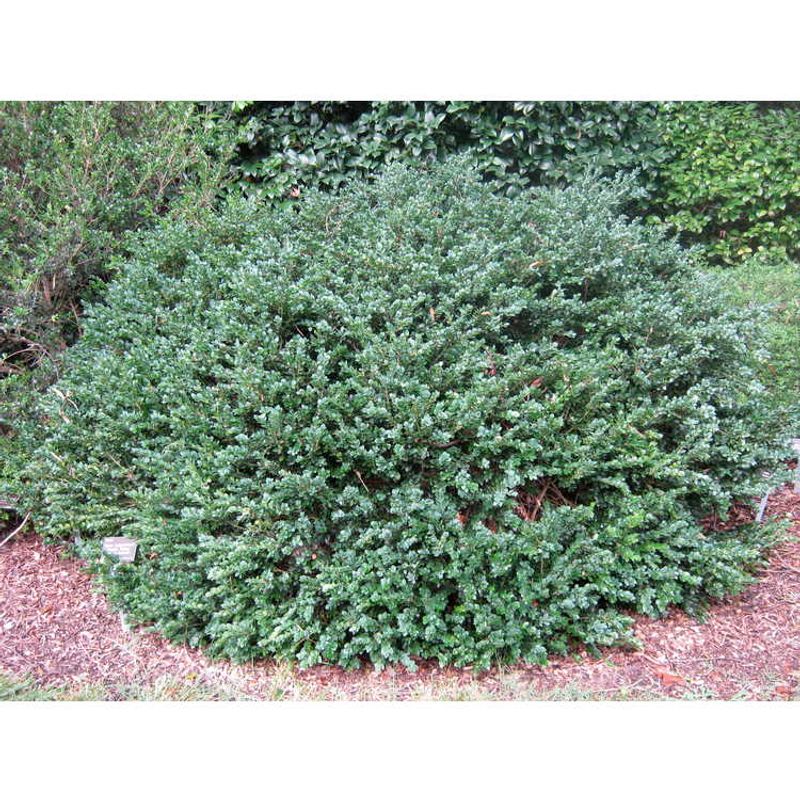 Aspidistra oblanceifolia 'Midnight Glow'