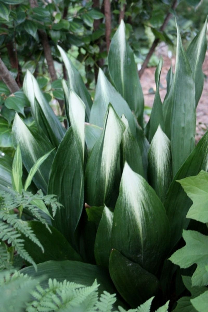 Aspidistra elatior 'Asahi'