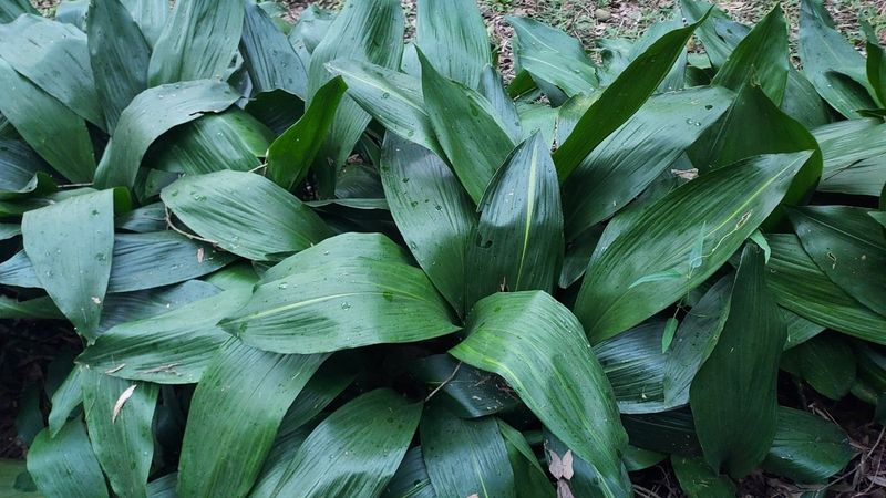 Aspidistra retusa 'Forest Flare'