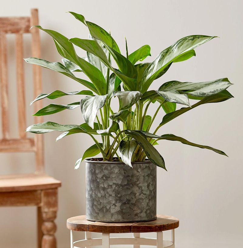 Aspidistra minutiflora 'Silver Streak'