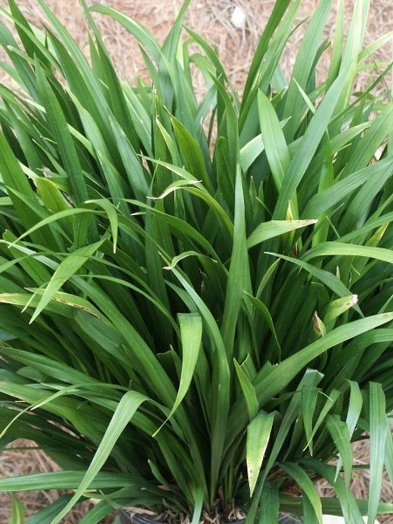 Aspidistra typica 'Green Ribbon'