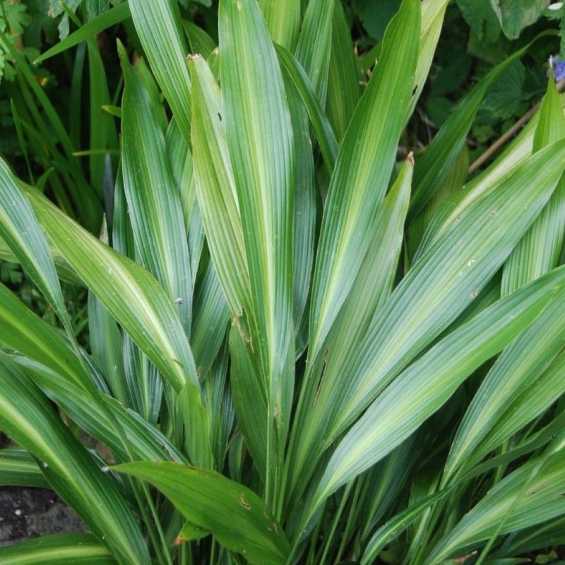 Aspidistra caespitosa 'Twilight Zone'