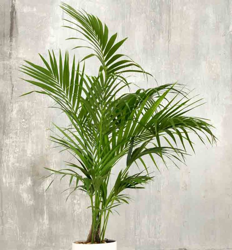 Kentia Palm