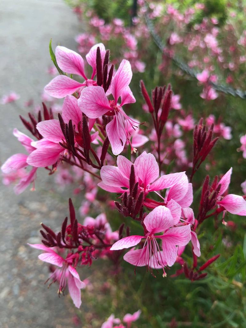 Gaura 'Siskiyou Pink'