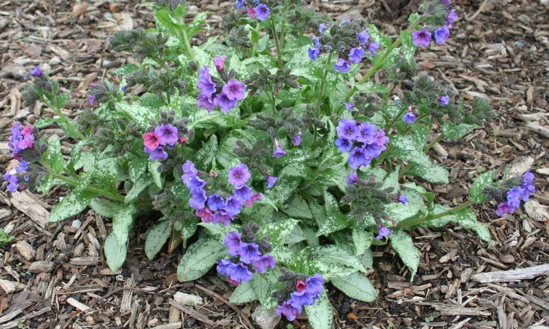 Pulmonaria (Lungwort)