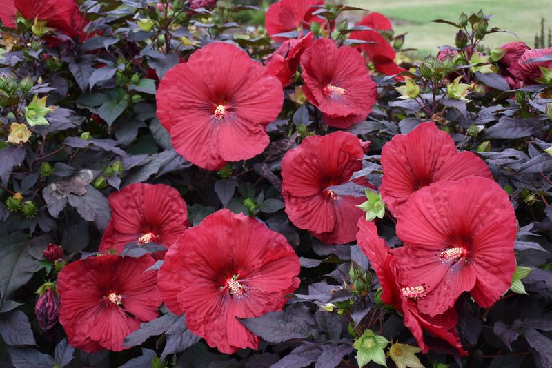 Hibiscus (Hibiscus moscheutos)