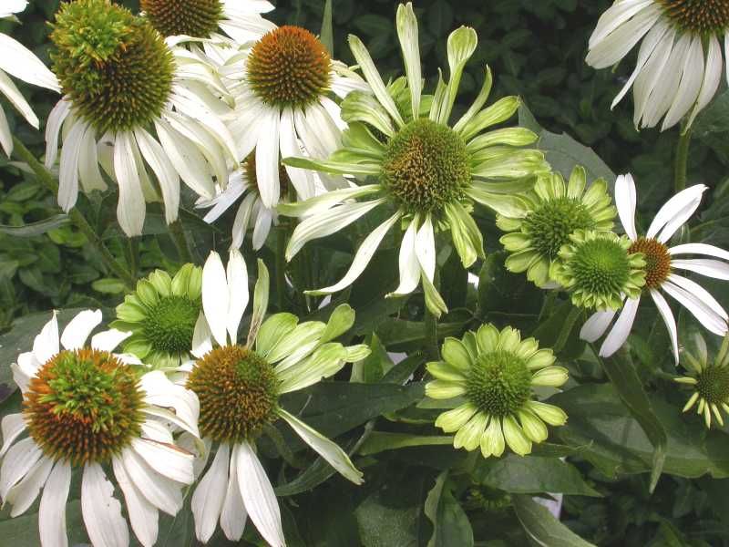 Microscopic Troublemaker Behind the Damage