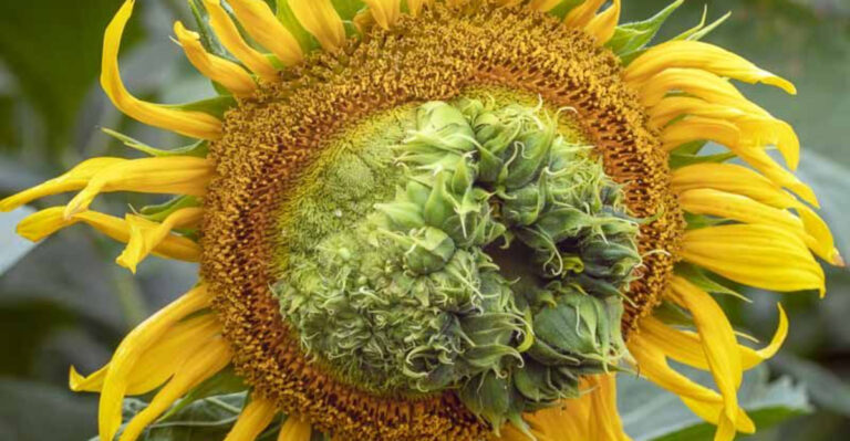 Aster Yellows: The Silent Plant Killer Lurking in Your Garden – Can It Be Cured?