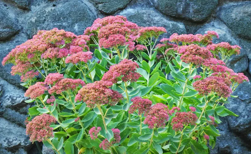 Sedum (Stonecrop)