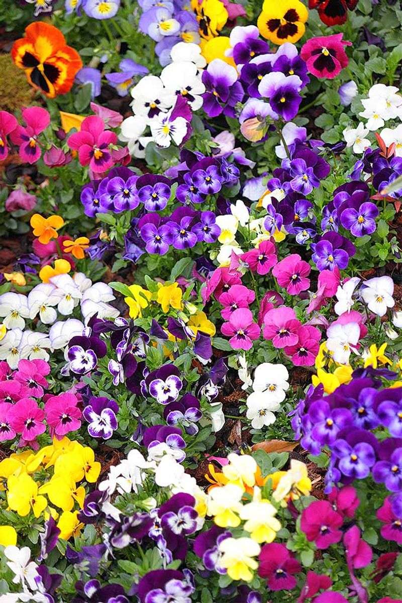 Pansies and Violas