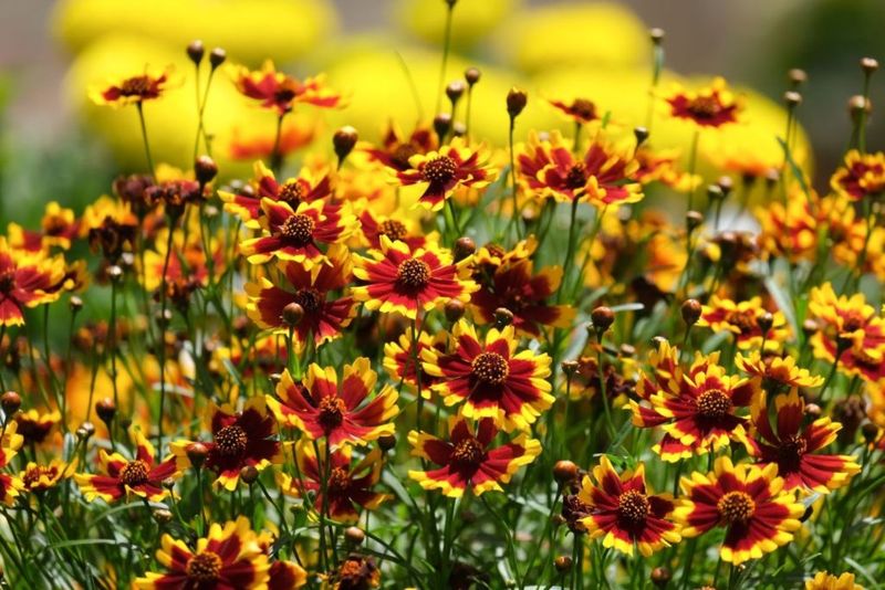 Coreopsis