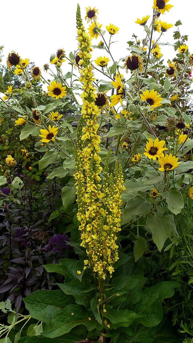 Verbascum