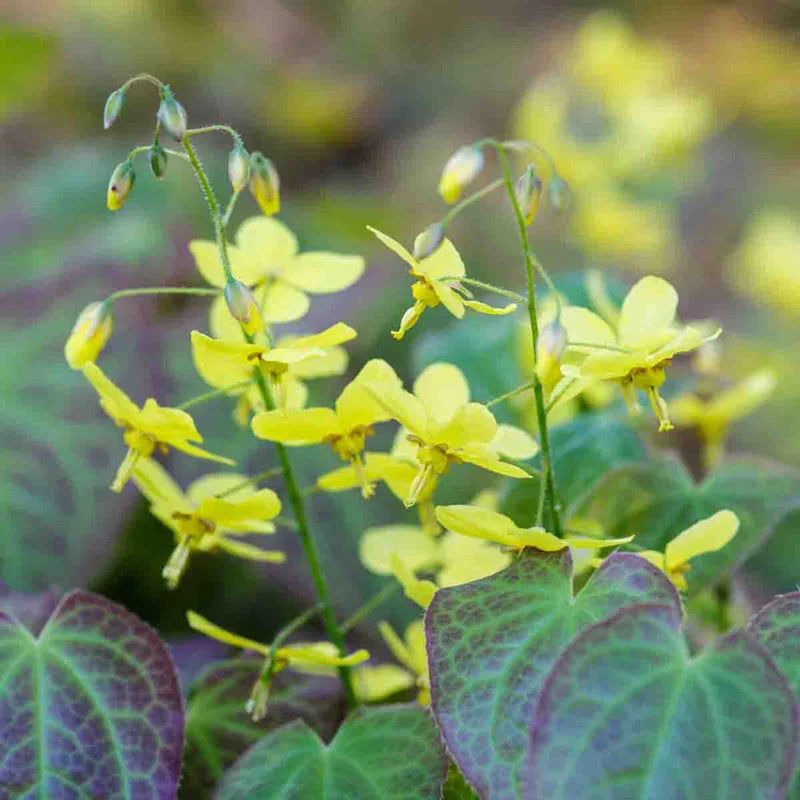 Epimedium