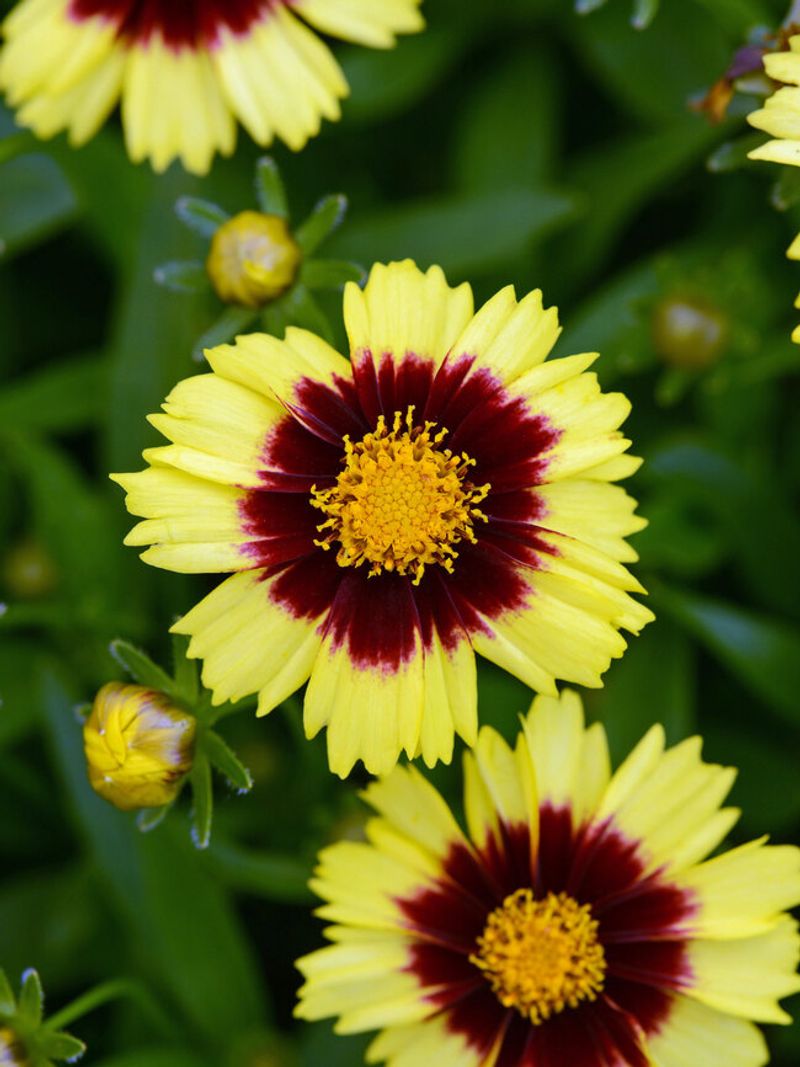 Coreopsis