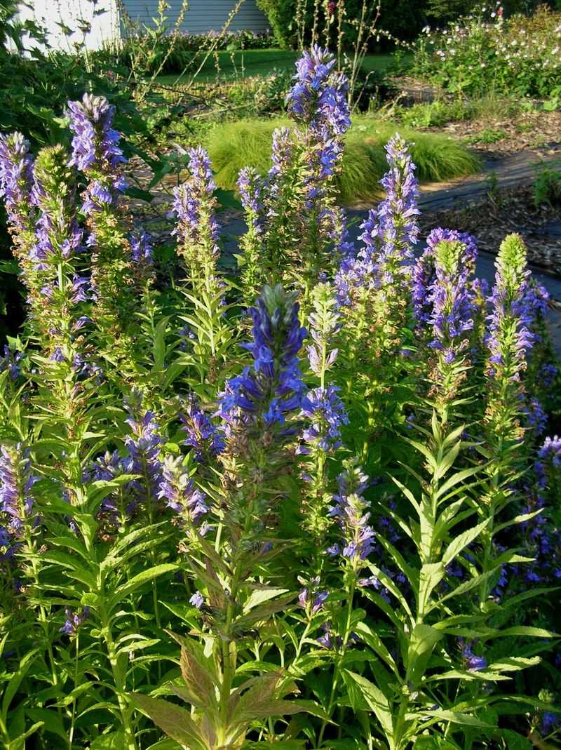 Lobelia Siphilitica