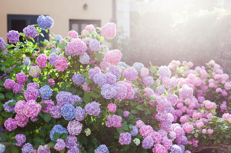 Hydrangeas